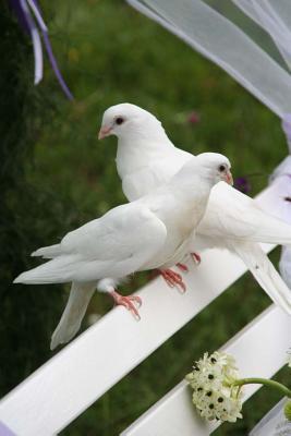 [bf6a8] %Download! Wedding Doves Journal: 150 Page Lined Notebook/Diary -  @P.D.F%