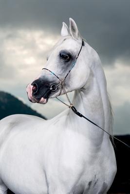 b3601] @D.o.w.n.l.o.a.d% Arabian Horse May Notebook & Journal. Productivity Work Planner & Idea Notepad: Brainstorm Thoughts, Self Discovery, To Do List - Equine Life ~PDF%