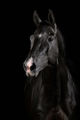 [0afa0] !Full% @Download% Beautiful Black Horse Portrait Journal: 150 Page Lined Notebook/Diary -  #e.P.u.b#