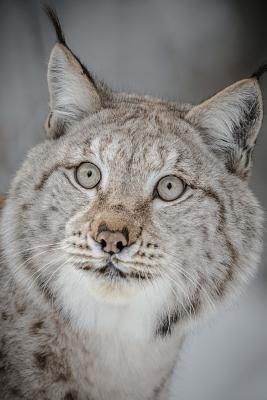 [38bf9] *Read# !Online^ European Lynx Portrait Journal: 150 Page Lined Notebook/Diary -  ^P.D.F#