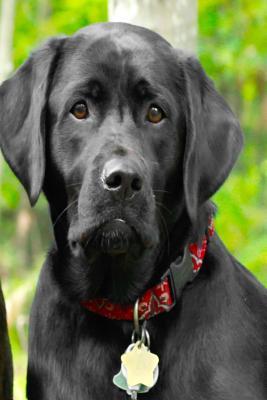 [ab21d] @F.u.l.l.! !D.o.w.n.l.o.a.d^ Journal Dogs Puppies Labrador Retrievers Black Lab Front: (Notebook, Diary, Blank Book) -  #PDF*