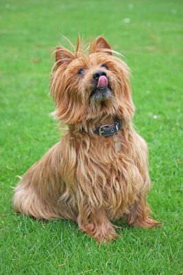 [c5860] *R.e.a.d% The Australian Terrier Dog Journal: 150 Page Lined Notebook/Diary -  *ePub@