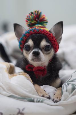 [78f81] !Download% Chihuahua Notebook: Blank Lined Journal: Adorable Chihuahua in a Hat - Pampered Pooch Stationery !P.D.F@